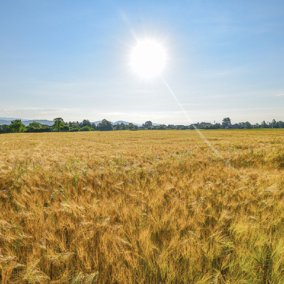 Enhanced Climate Stress Tolerance with Functional Microorganisms.