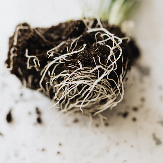 Stronger Growth Through Improved Root Development.
