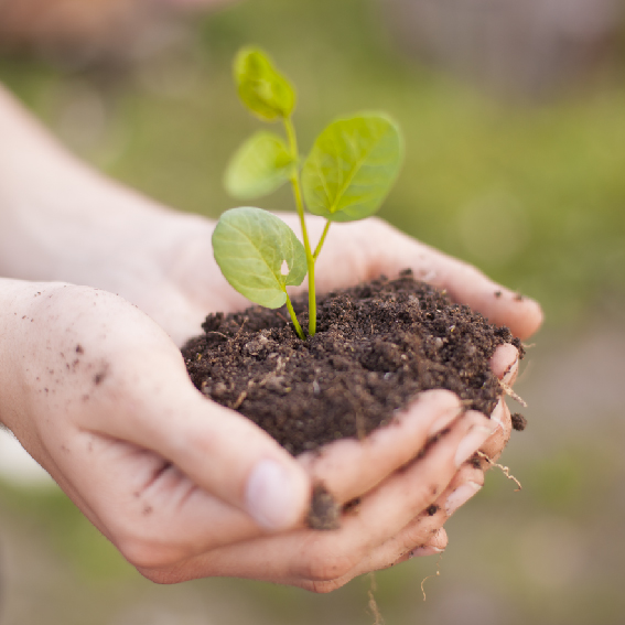 Reduced Fertilizer Use and Improved Soil-Friendly Productivity.